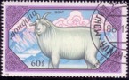 mongolei_schaf.jpg